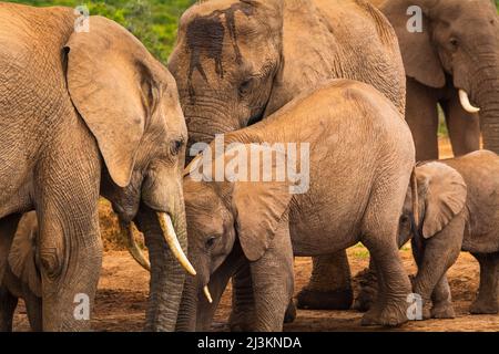 Afrikanische Elefanten (Loxodonta africana), eine Herde von Erwachsenen und Kälbern, im Addo Elephant National Park Marine Protected Area, Eastern Cape of South AF... Stockfoto