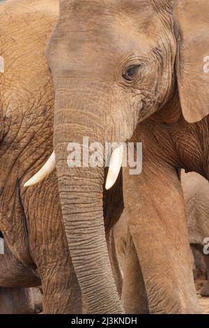 Afrikanische Elefanten (Loxodonta africana) im Addo Elephant National Park Meeresschutzgebiet, Ostkap von Südafrika; Südafrika Stockfoto