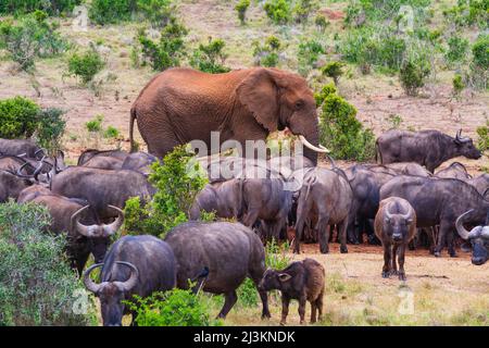 Afrikanischer Elefant (Loxodonta), der auf der Savanne in Addo Elephant National Park durch eine Herde afrikanischer Kapbüffel (Syncerus Caffer Caffer) geht... Stockfoto