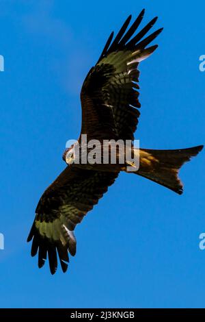 Hawk fliegt über einem strahlend blauen Himmel; Wagrain, Österreich Stockfoto