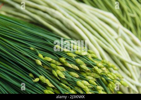 Nahaufnahme von frischem Gemüse, Knoblauchsprossen und chinesischen langen Bohnen zum Verkauf auf dem Chengdu Markt; Sichuan, China Stockfoto