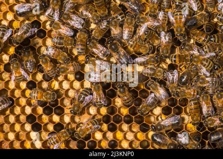 Nahaufnahme von Honigbienen (APIs mellifera) auf einer Honigwabe, Petersfield; Hampshire, England, Vereinigtes Königreich Stockfoto