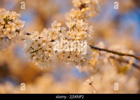 Nahaufnahme von zarten Blütenblüten des Sauerkirschbaums (Prunus cerasus) im Frühjahr; Bayern, Deutschland Stockfoto