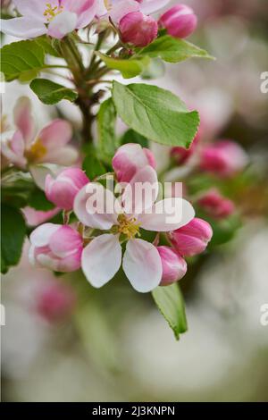 Nahaufnahme von zarten Blüten und Blättern auf einem heimischen Apfelbaum (Malus domestica) im Frühjahr; Bayerischer Wald, Bayern, Deutschland Stockfoto