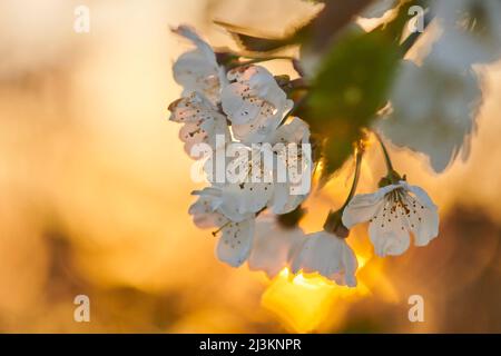 Nahaufnahme der Blütenblüten des Sauerkirschbaums (Prunus cerasus), der im Frühjahr mit goldenem Sonnenlicht beleuchtet wird; Bayern, Deutschland Stockfoto