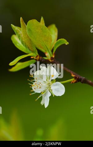 Nahaufnahme einer zarten Blütenblüte und Blätter auf einem Pflaumenbaum (Prunus domestica subsp. Domestica) im Frühjahr; Bayern, Deutschland Stockfoto