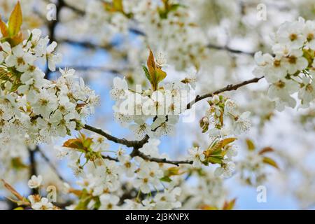 Nahaufnahme von zarten Blütenblüten des Sauerkirschbaums (Prunus cerasus) im Frühjahr; Bayern, Deutschland Stockfoto