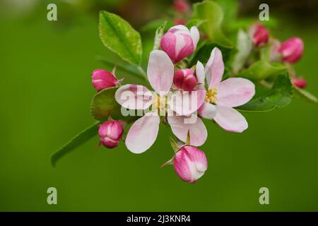 Nahaufnahme von zarten Blüten und Blättern auf einem heimischen Apfelbaum (Malus domestica) im Frühjahr; Bayerischer Wald, Bayern, Deutschland Stockfoto