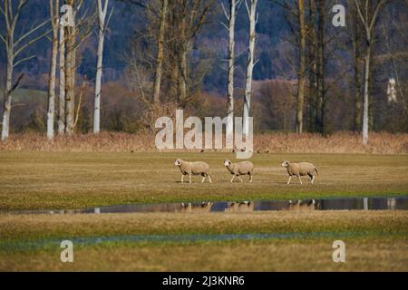 Drei Schafe (Ovis aries), die auf einer Wiese mit Wasserpfützen wandern; Oberpfalz, Bayern, Deutschland Stockfoto
