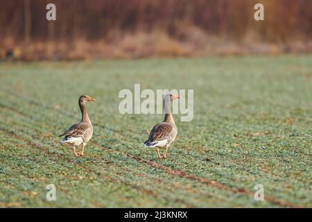 Blick von hinten auf zwei Graugänse (Anser anser), die auf einem grasbewachsenen Feld stehen; Bayern, Deutschland Stockfoto