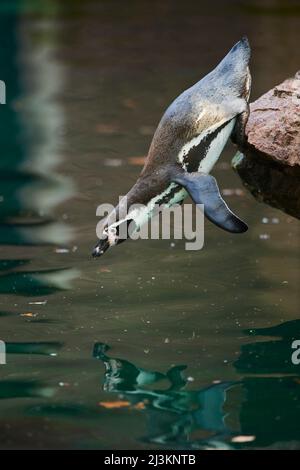 Humboldt-Pinguin (Spheniscus humboldti), der von einem Felsen ins Wasser springt; Deutschland Stockfoto
