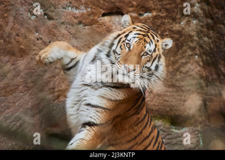 Porträt eines sibirischen Tigers (Panthera tigris tigris); Bayern, Deutschland Stockfoto