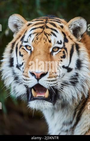 Porträt eines sibirischen Tigers (Panthera tigris tigris); Bayern, Deutschland Stockfoto