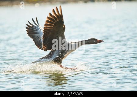 Graugans (Anser anser), die in einem See fliegt; Bayern, Deutschland Stockfoto