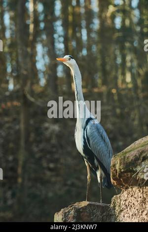 Graureiher (Ardea cinerea) auf einem Felsen stehend; Bayern, Deutschland Stockfoto