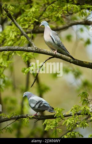 Haustauben (Columba livia domestica) auf Ästen; Bayern, Deutschland Stockfoto