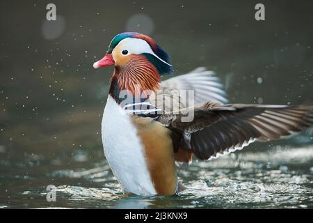 Mandarinente (Aix galericulata) Männchen, das Wasser auf einem See spritzt; Bayern, Deutschland Stockfoto