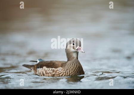 Mandarinente (Aix galericulata) Weibchen schwimmend auf einem See; Bayern, Deutschland Stockfoto