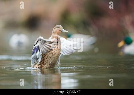 Mallard (Anas platyrhynchos) Weibchen flattern auf einem See mit den Flügeln; Bayern, Deutschland Stockfoto