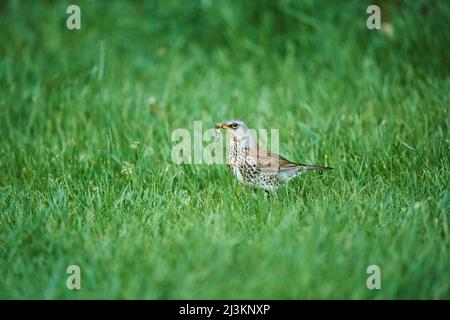 Feldfare (Turdus pilaris), die auf einer Wiese steht und einen Wurm im Maul hält; Bayern, Deutschland Stockfoto