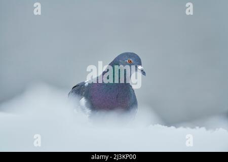 Porträt einer im Schnee stehenden Feraltaube (Columba livia domestica); Bayern, Deutschland Stockfoto