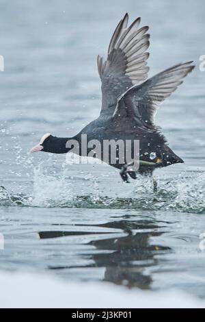 Eurasischer Ruß (Fulica atra), der auf der Wasseroberfläche läuft; Bayern, Deutschland Stockfoto