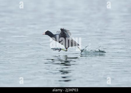 Eurasischer Ruß (Fulica atra), der auf der Wasseroberfläche läuft; Bayern, Deutschland Stockfoto