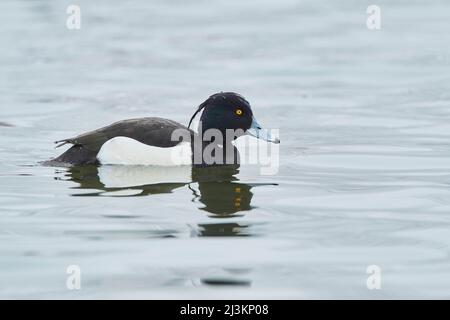 Tufted Ente (Aythya fuligula) schwimmend auf einem See; Bayern, Deutschland Stockfoto