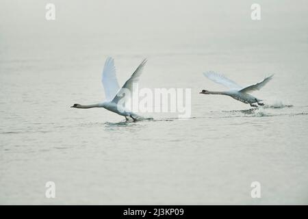 Stumme Schwäne (Cygnus olor) starten von der Donau aus; Oberpfalz, Bayern, Deutschland Stockfoto