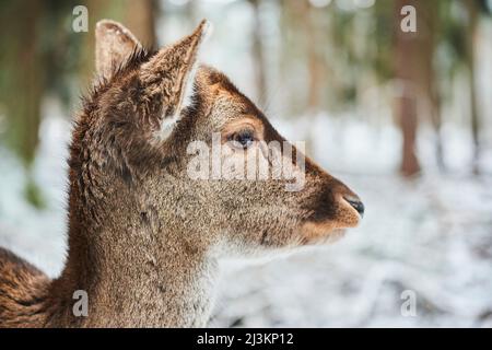 Porträt eines Damhirsches (Dama dama), Bayern, Deutschland Stockfoto