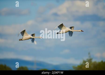 Stumme Schwäne (Cygnus olor) fliegen am Himmel mit Wolken über dem Bayerischen Wald; Bayern, Deutschland Stockfoto