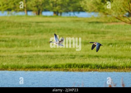 Graugänse (Anser anser) aus einem See, Bayerischer Wald; Bayern, Deutschland Stockfoto