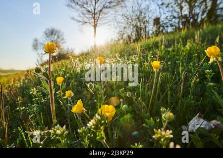 Maisbutterschale, Teufel-auf-allen-Seiten oder Kratzbur (Ranunculus arvensis) auf einer Wiese auf einem Hügel; Bayern, Deutschland Stockfoto