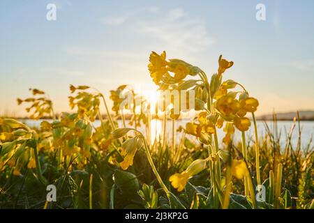 Gemeiner Kuhstrüssling oder Kuhstrüsseln (Primula veris), der durch den Sonnenuntergang an einem See hinterleuchtet wird; Bayern, Deutschland Stockfoto