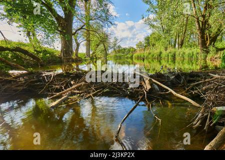 Eurasischer Biberdamm (Rizinusfaser) im Bayerischen Wald; Bayern, Deutschland Stockfoto