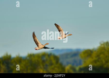 Graugänse (Anser anser) fliegen in einem blauen Himmel über dem Bayerischen Wald; Bayern, Deutschland Stockfoto