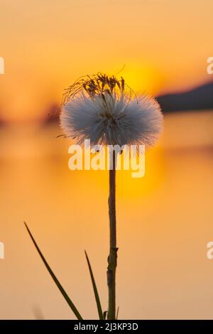 Sämchenkopf (Tussilago fara) gegen einen Sonnenuntergangshimmel; Oberpfalz, Bayern, Deutschland Stockfoto