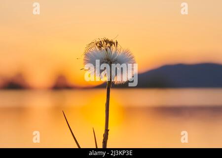 Sämchenkopf (Tussilago fara) gegen einen Sonnenuntergangshimmel; Oberpfalz, Bayern, Deutschland Stockfoto