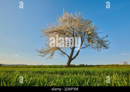 Kirsche, herbe Kirsche oder Zwergkirsche (Prunus cerasus) blühender Baum; Bayern, Deutschland Stockfoto