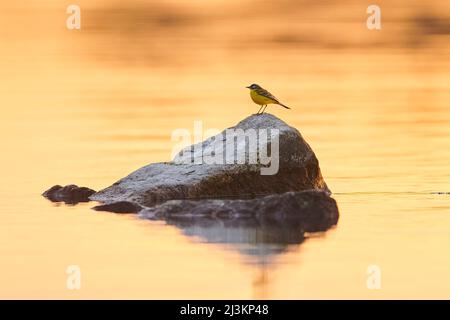 Westliche gelbe Bachstelze (Motacilla flava), die bei Sonnenuntergang auf Felsen im Danubia-Fluss sitzt; Bayern, Deutschland Stockfoto