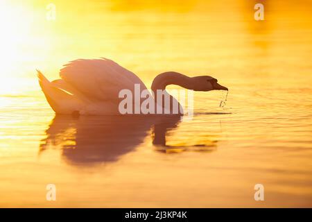 Muter Schwan (Cygnus olor) schwimmt bei Sonnenuntergang am Danubia-Fluss; Bayern, Deutschland Stockfoto