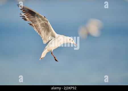 Schwarzkopfmöwe (Chroicocephalus ridibundus) im Wintergefieder, im Flug; Oberpfalz, Bayern, Deutschland Stockfoto