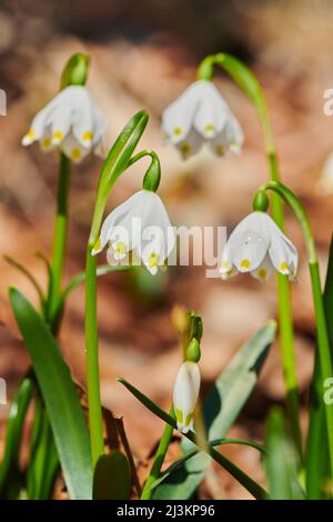 Frühlingsschneehacke (Leucojum vernum) blühen im Wald; Oberpfalz, Bayern, Deutschland Stockfoto