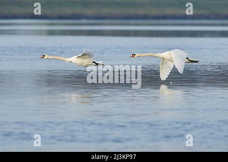 Stumme Schwäne (Cygnus olor) fliegen tief über die Donau; Oberpfalz, Bayern, Deutschland Stockfoto