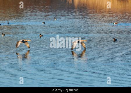 Zwei Graugänse (Anser anser), die tief über dem Wasser fliegen und im Hintergrund Enten schwimmen; Bayern, Deutschland Stockfoto