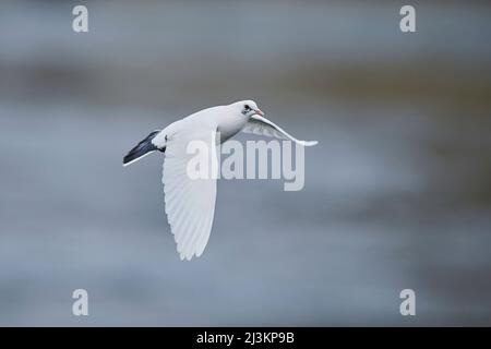 Schwarzkopfmöwe (Chroicocephalus ridibundus) im Wintergefieder, im Flug; Oberpfalz, Bayern, Deutschland Stockfoto