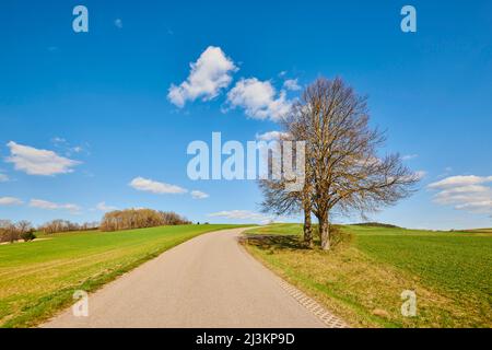 Silberlinden oder Silberkalk (Tilia tomentosa) an einer Landstraße; Bayern, Deutschland Stockfoto