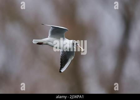 Schwarzkopfmöwe (Chroicocephalus ridibundus), die mit einem kleinen Fisch in der Mündung über die Donau fliegt; Oberpfalz, Bayern, Deutschland Stockfoto