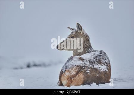 Rothirsch (Cervus elaphus) Hirsch liegt auf einer verschneiten Wiese, gefangen; Bayern, Deutschland Stockfoto