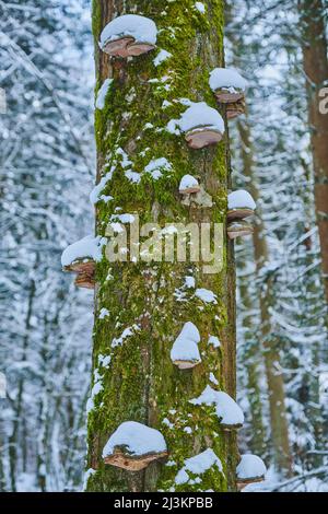 Rotgurtpilz (Fomitopsis pinicola) auf einem moosigen Baumstamm im Höllennaturschutzgebiet im Bayerischen Wald; Oberpfalz, Bayern, Deutschland Stockfoto